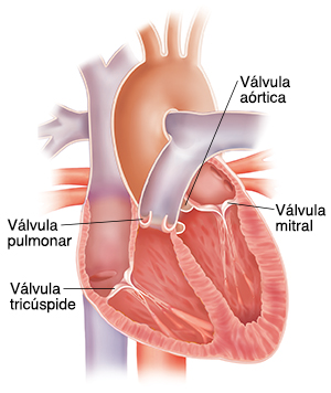 Corte transversal del corazón que muestra las cuatro válvulas.