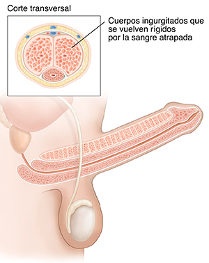 Vista lateral de la anatomía reproductora masculina donde puede verse un pene erecto. Recuadro que muestra corte transversal de un pene erecto.