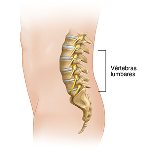 Vista lateral de la parte baja de la espalda donde se muestra la columna lumbar.