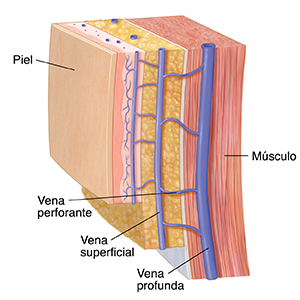 Corte de la piel y del músculo en el que se ven las venas profundas, las superficiales y las perforantes.