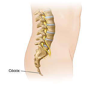 Vista lateral de la parte inferior del cuerpo que muestra la columna vertebral hasta su terminación en la rabadilla.