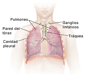 Vista frontal del pecho de un hombre donde pueden verse la tráquea y los pulmones.