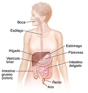 Vista frontal del contorno de una mujer donde se observa el tracto digestivo.