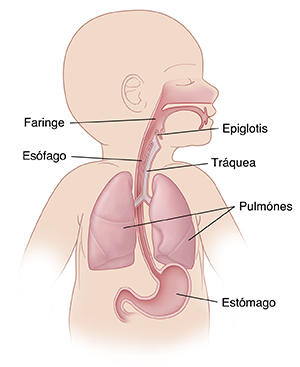 Parte superior del cuerpo de un niño pequeño donde se observan la anatomía respiratoria, el esófago y el estómago.