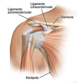 Vista frontal de la articulación del hombro.