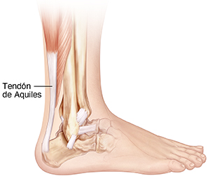 Vista lateral de los huesos de la parte inferior de la pierna y del pie donde se observan los ligamentos y el tendón de Aquiles.