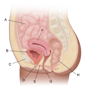Corte transversal de una pelvis de mujer vista de lado donde se ven los órganos pélvicos.