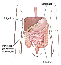 Contorno del abdomen de un niño donde se observan el estómago, el páncreas, intestino y el hígado.