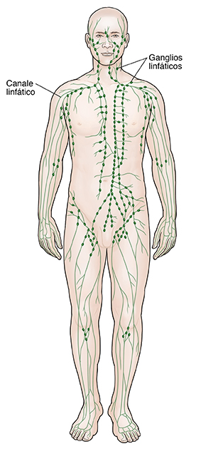 Vista frontal del contorno de un hombre donde se observa el sistema linfático.